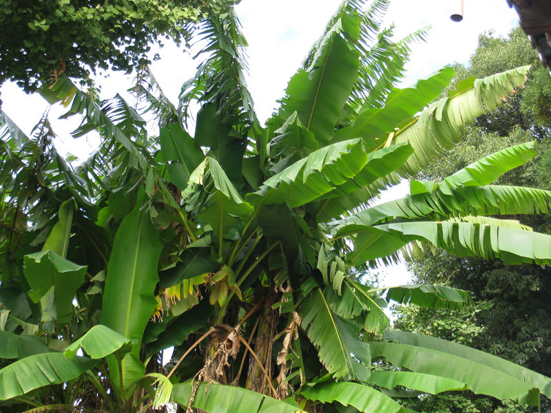 バナナによく似た木と実は芭蕉 Mｙ Photo Room