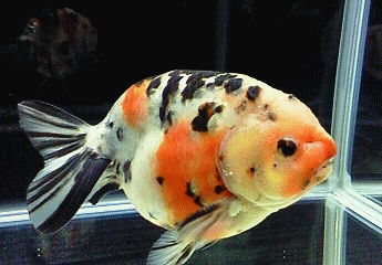 第26回日本観賞魚フェア 後編 春はあけぼの 第26回日本観賞魚フェア 後編 春はあけぼの