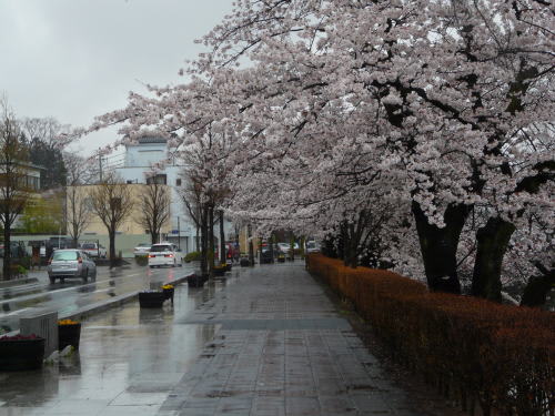 松本城の桜　2010/4/12