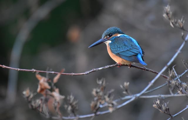 冬のタニウツギにカワセミ 行く川の流れ