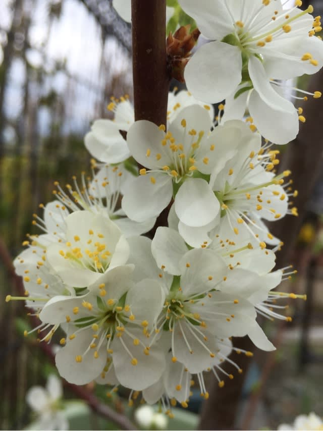 プラムの花 ほそめ