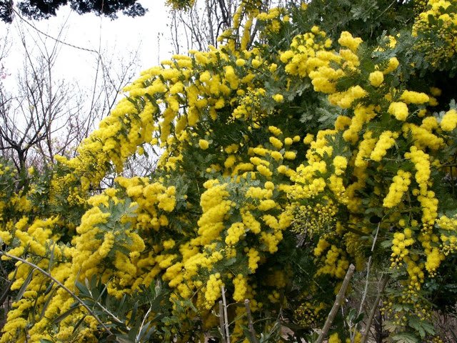 ハーブ図鑑 のブログ記事一覧 3ページ目 A子の花園