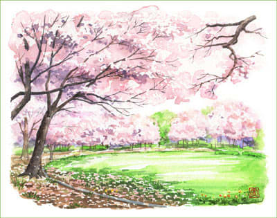 つくば市手代木公園の桜 おさんぽスケッチ にじいろアトリエ 水彩 色鉛筆イラスト スケッチ
