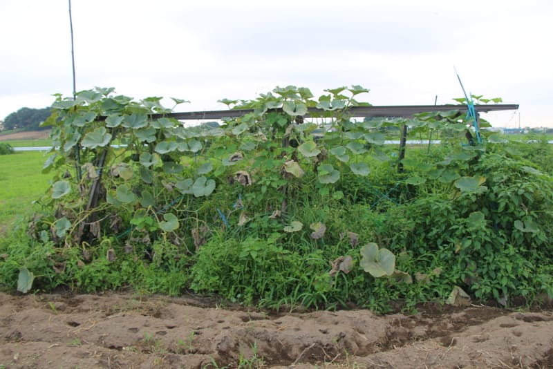 カボチャの空中栽培 上州の素人菜園