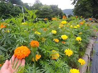 切花用マリーゴールド 花のたより 山のふみ 青森県立名久井農業高等学校