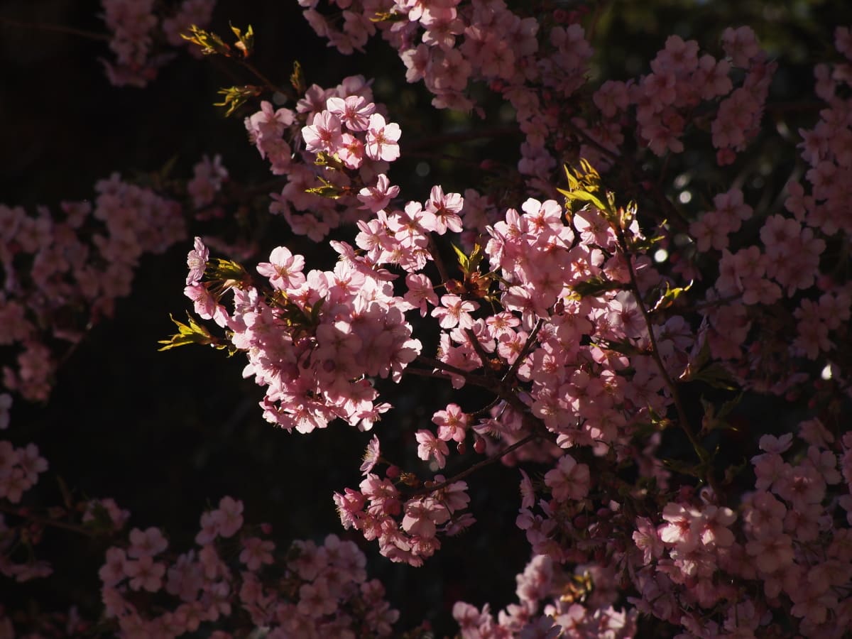安泰寺 ~河津桜が満開~の画像