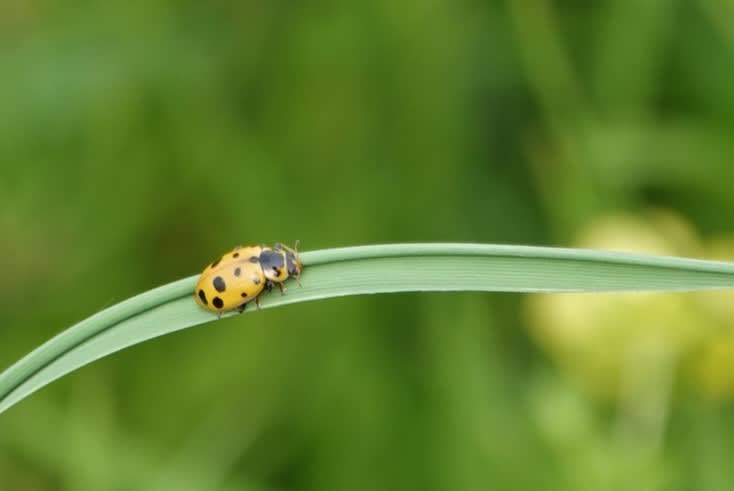 サンシャワーのてんとう虫模様の飛行体 サンシャワーのてんとう虫模様の飛行体