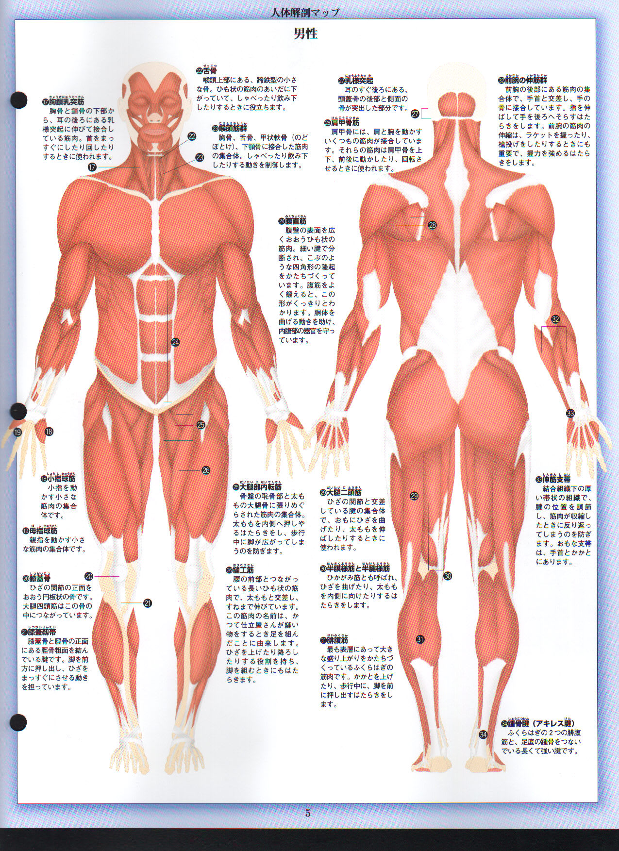 筋肉痛のメカニズム センスプロデュース研究所 筋肉痛のメカニズム センスプロデュース研究所