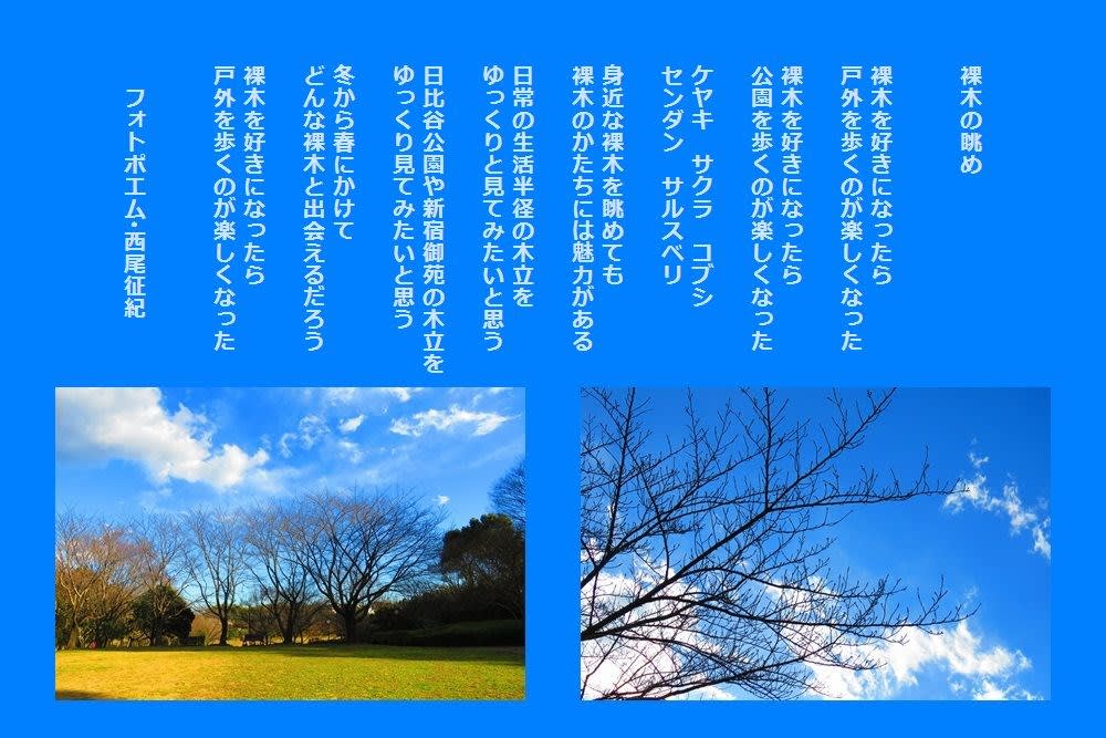 裸木の眺め 冬のフォトポエム 西尾征紀 Nishio Masanori 裸木の眺め 冬のフォトポエム 西尾征紀 Nishio Masanori
