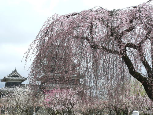 松本城の桜　2007/4/2