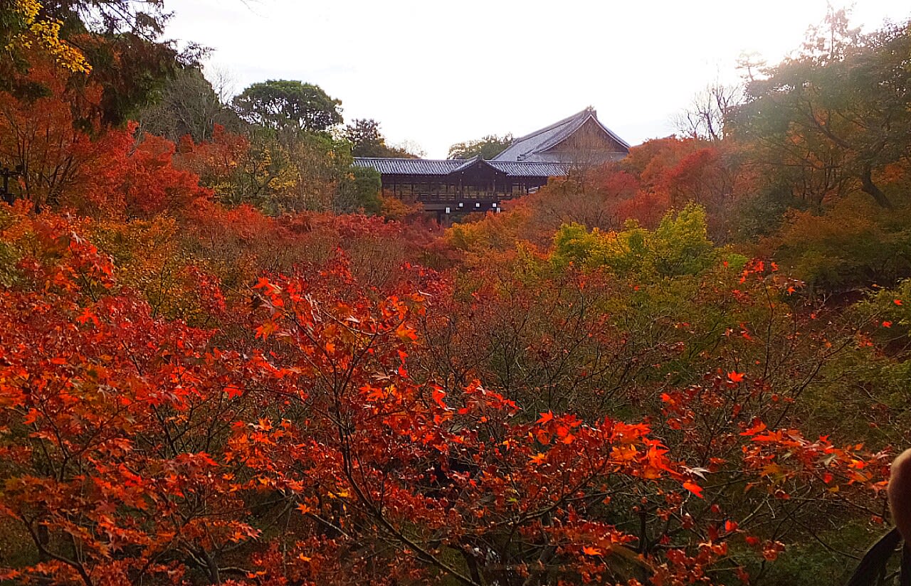 東福寺の紅葉 見頃後半 京都で定年後生活