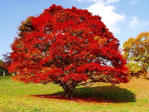 大特価！古木、山もみじ 楽天市場】もみじ 高級盆栽 山もみじ 現品お届け 一点もの 希少