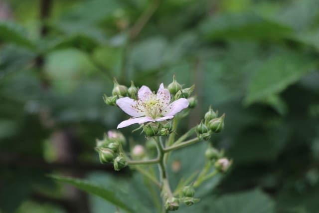 ブラック ラズベリーの花が 上州の素人菜園