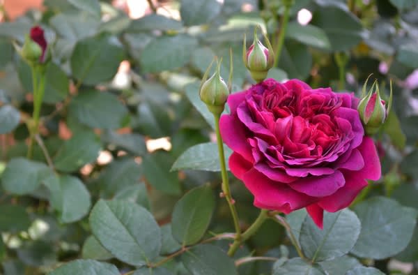 ウィリアム シェイクスピア00が咲いて 他のバラたちもね Haruの庭の花日記 Haru S Garden Diary