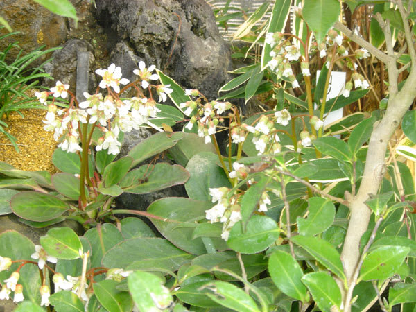 ロックガーデンの花 5 白花ヒマラヤユキノシタ他 10月のバラ