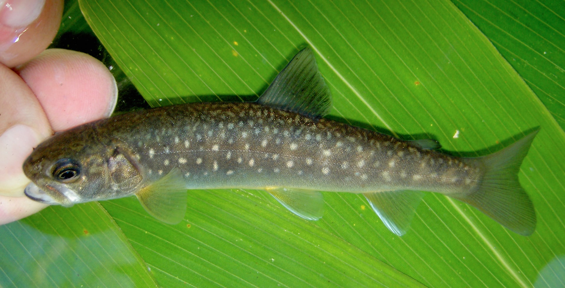 晩秋の原生林で渓流魚と遊ぶ オショロコマの森ブログ5