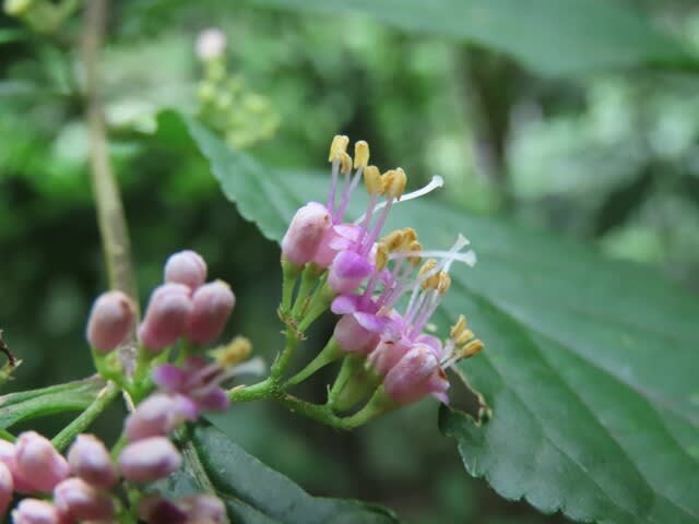 高ボッチ高原・鉢伏山で最近咲いている花　ムラサキシキブ（紫式部）