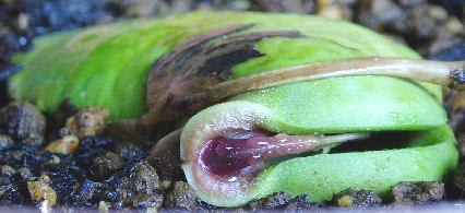 アップルマンゴー種の置き方について バルコニーで フルーツ栽培記