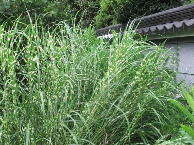 タカノハススキ 季節の花便り