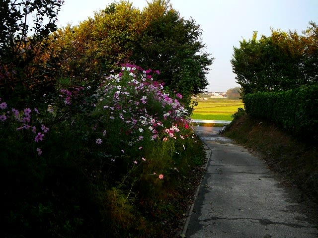 田舎の風景の画像