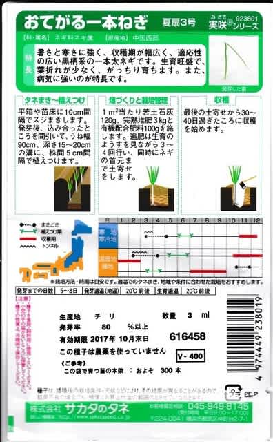 ４月１日 ネギを播種しました ビギナーの家庭菜園