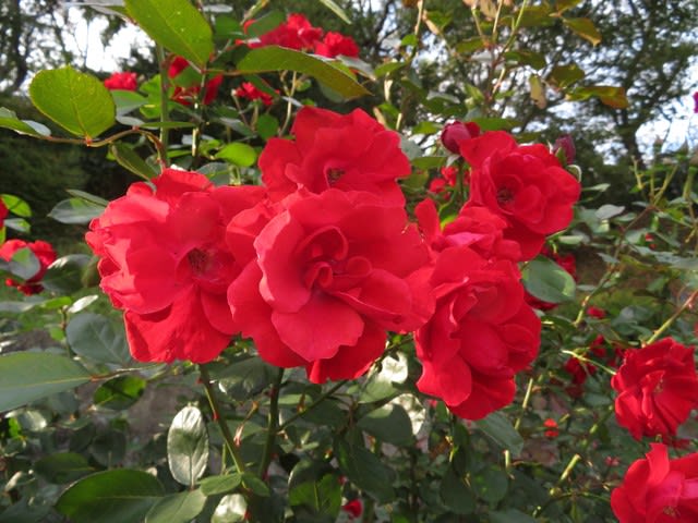 ビロードのような質感の深紅のバラ アンダルシアン 薔薇シリーズ233 野の花 庭の花