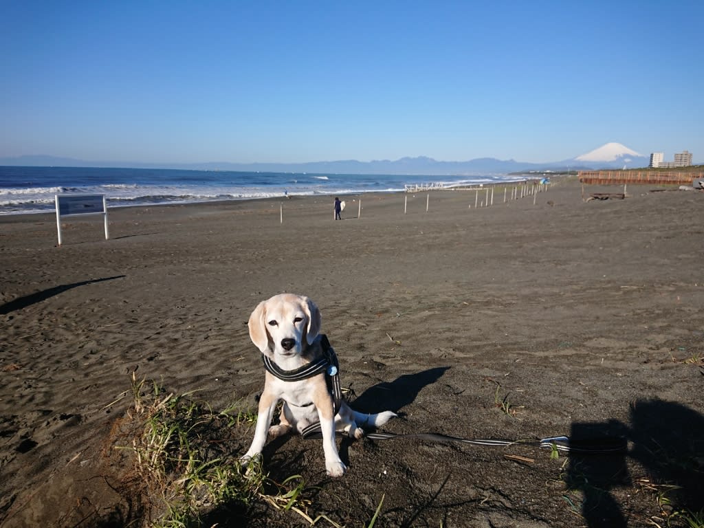 海散歩 ビーグル犬runrunの湘南ライフ 海散歩 ビーグル犬runrunの湘南ライフ