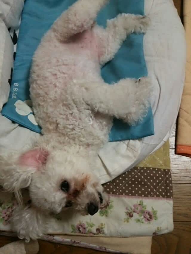 まさかの？クインケ？唇腫れた・・・ - ぷりんちゃん日記