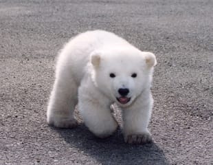 今日はｙｏｕｔｕｂｅで見つけた 可愛い白熊の赤ちゃんの動画を紹介したいと思います ｐｅａｃｅ ｏｆ ｍｉｎｄ