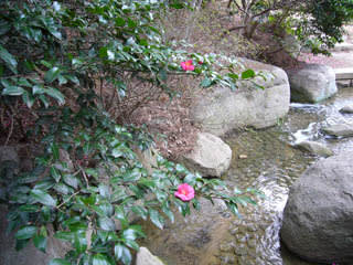 稲美町中央公園・万葉の森の写真