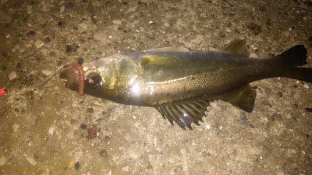 絶好調な夜 根魚３種も出揃う ｔｏｓｓｙの投げ釣り釣行レポート 夢で爆釣