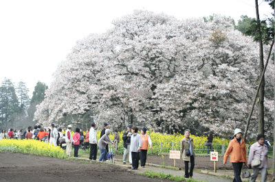 吉高の桜