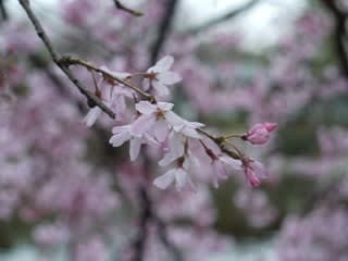 枝垂桜