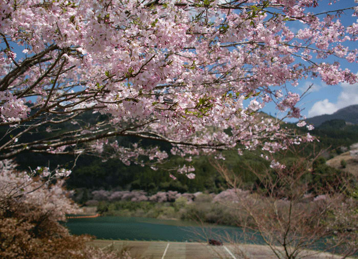 市房ダムの桜と西米良温泉 ミミ子の日記