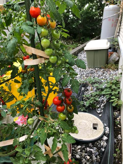 ３こ収穫と葉に白い斑点 ミニトマト 太陽電池と水耕栽培と Season 11