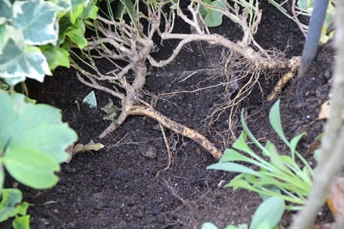 古い庭は 何かと大変 ヘデラ の根が大暴れ 小さな庭の小さな幸せ チャッピーのバラ庭より