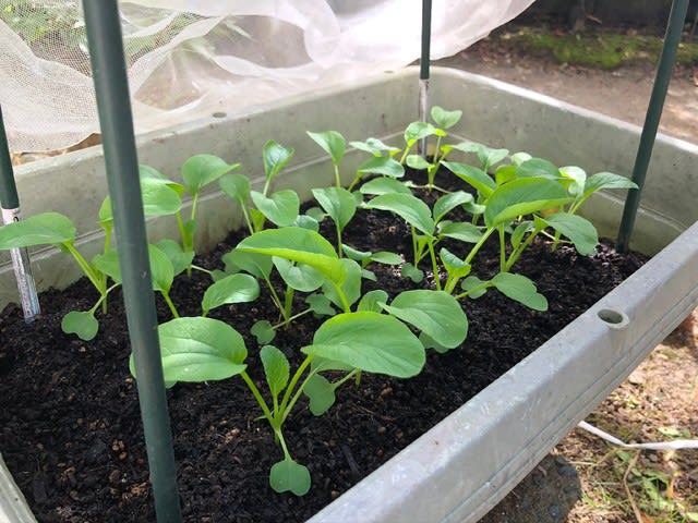 早採れ小松菜 大型プランター 24日目 菊千代のプランター菜園はじめました