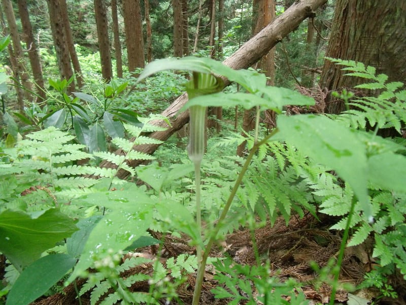 Dscf2715 Dscf2715