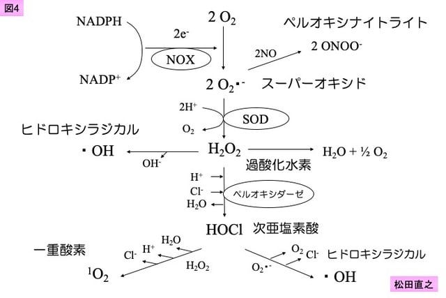 ラジカル ヒドロキシ 過酸化水素濃度と活性化時間がヒドロキシラジカル発生と漂白におよぼす影響