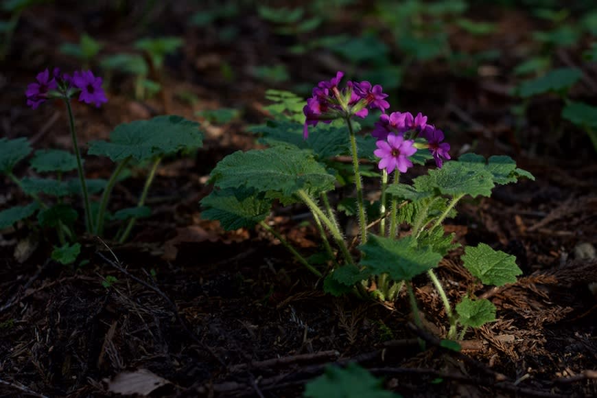 カッコソウの花が早くも咲き始める 鳴神山にて 15年4月末 こつなぎの写真ノート