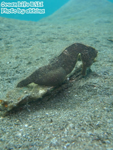 オオウミウマ　バリ島