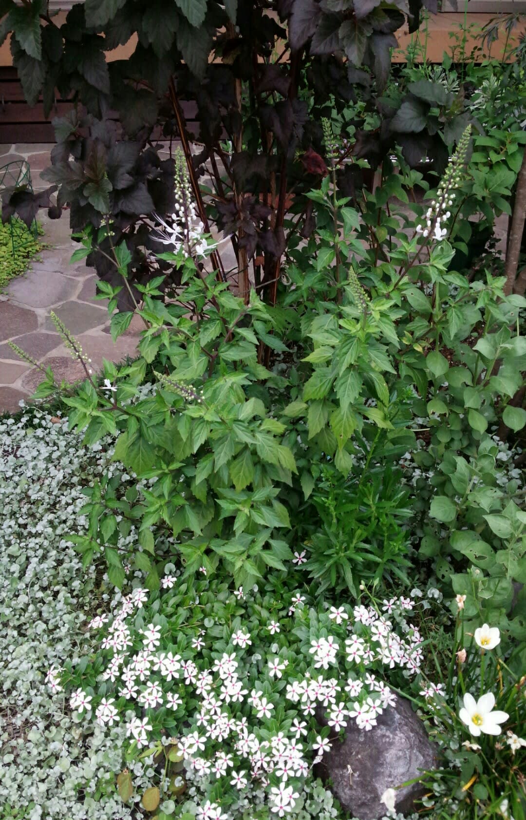 小さな庭の白い花 雑木と宿根草とクレマチスの小さな庭づくり