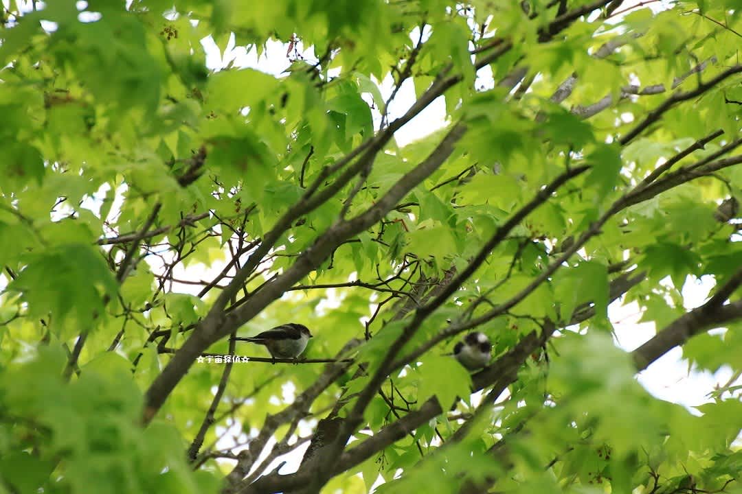 シマエナガのヒナ 宇宙探偵
