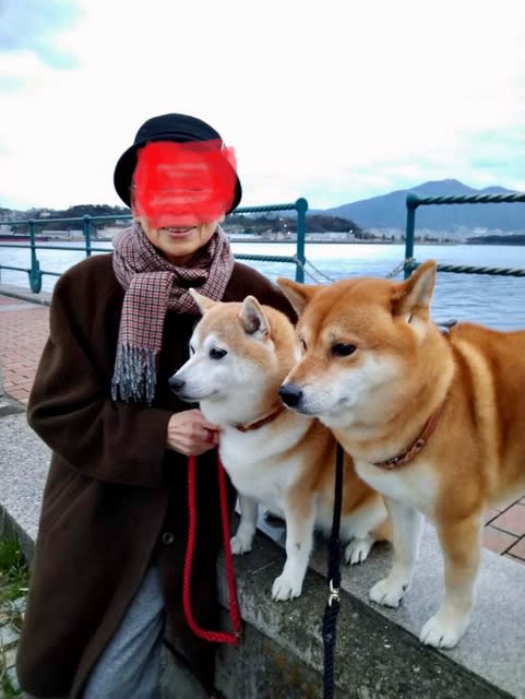 柴犬親子 思いついた時