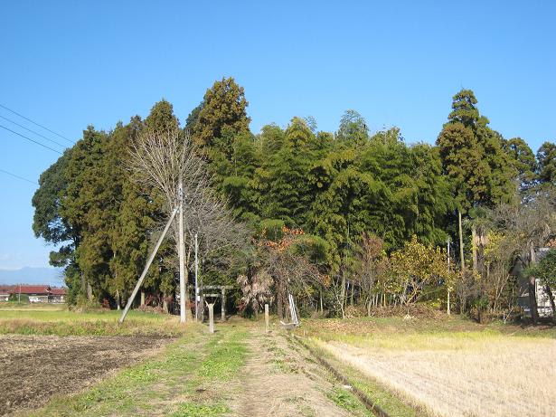 鎮守の森の柿の実 - 日本の景観を探る