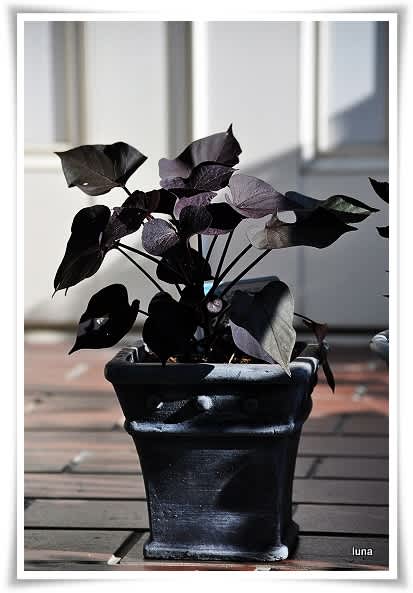 黒はっぱ3種 苔玉ごろごろ だから苔想 道草めも