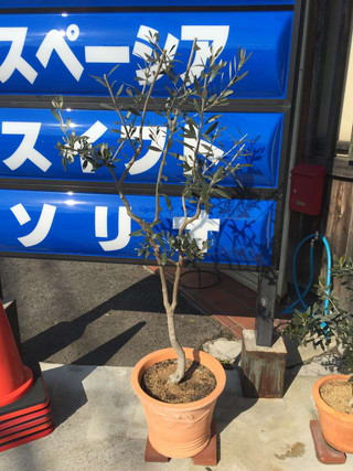 スナブログ オリーブ強剪定 スナブログ スナブログ オリーブ強剪定 スナブログ