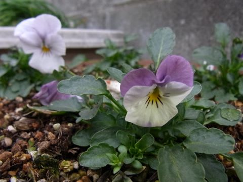 種まきビオラ 13年2月下旬 草花好きのひとりごと 種まきビオラ 13年2月下旬 草花好きのひとりごと