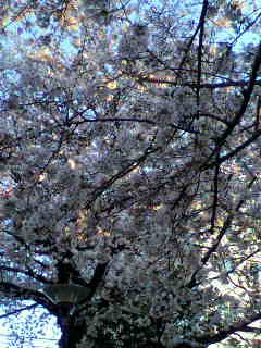 P1000538.jpg