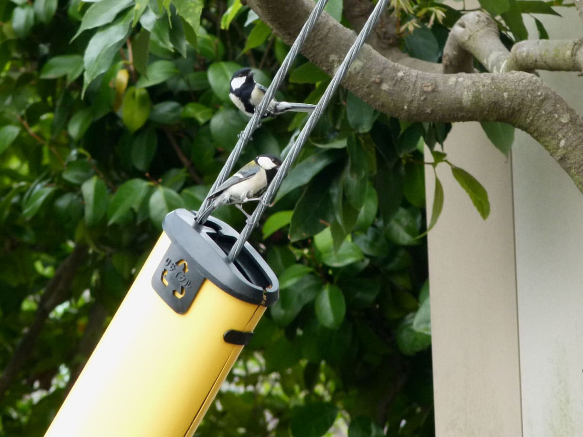 こんなところに巣を作ってる 歩道際の電柱支線カバーにシジュウカラが デジスコ撮影実習日誌 こんなところに巣を作ってる 歩道際の電柱支線カバーにシジュウカラが デジスコ撮影実習日誌